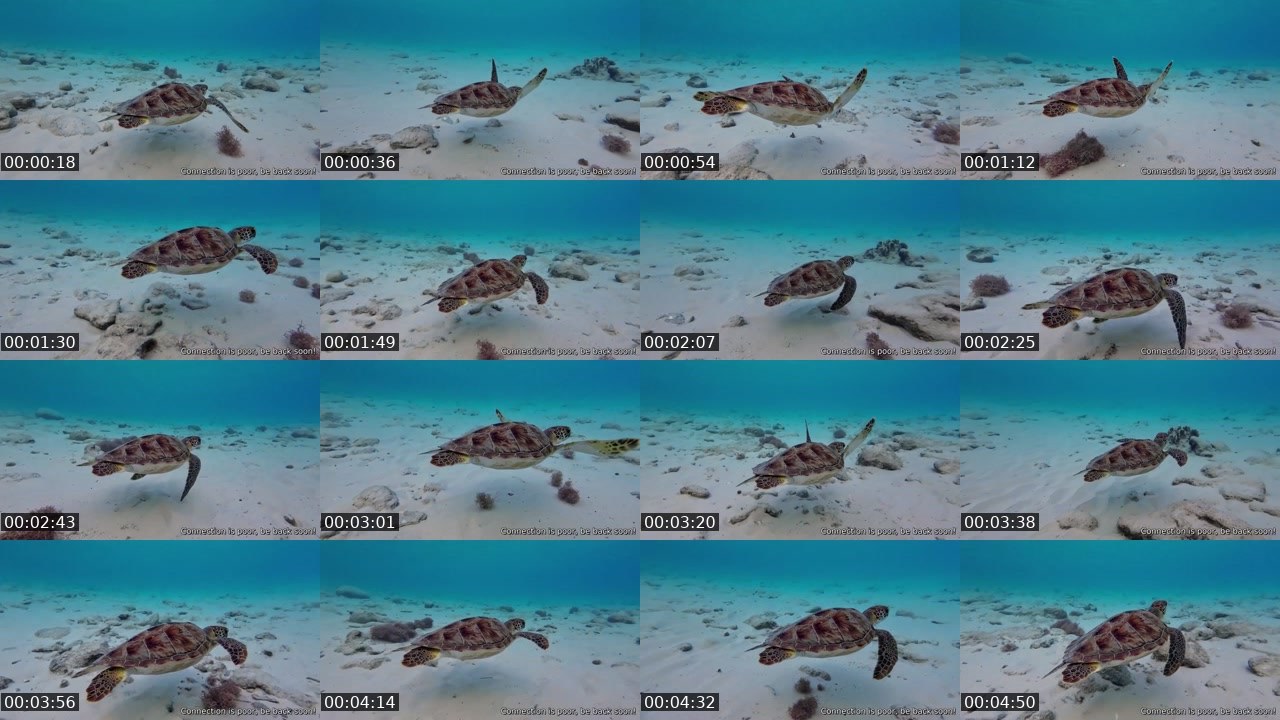 Contact-sheet preview of SHIKI444's Kick recording
