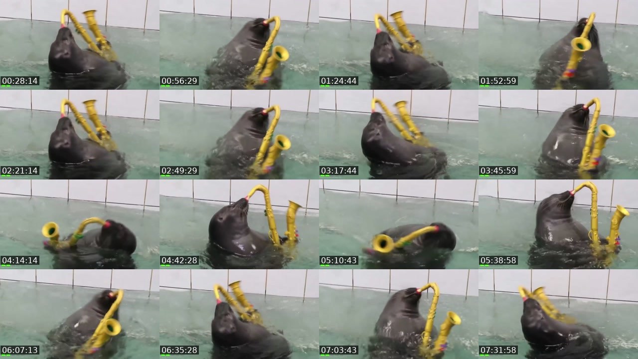 Contact-sheet preview of FlexingSeal's Kick recording
