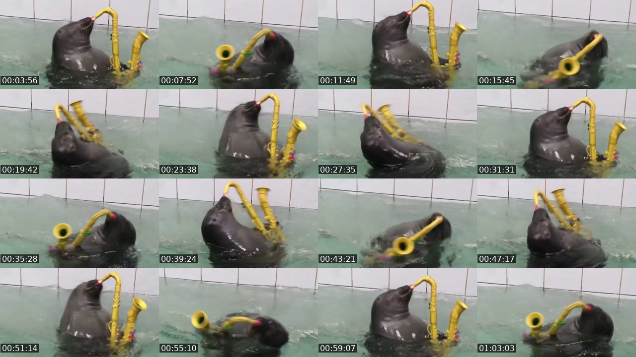 Contact-sheet preview of FlexingSeal's Kick recording
