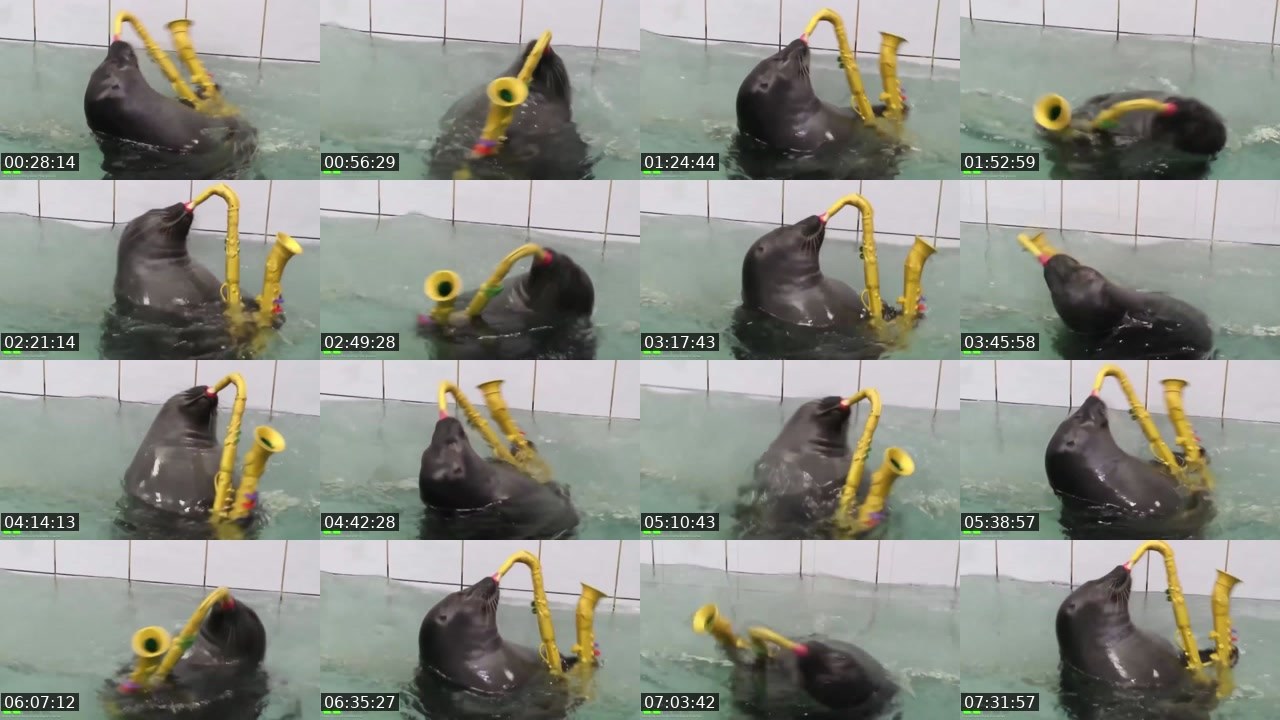 Contact-sheet preview of FlexingSeal's Kick recording