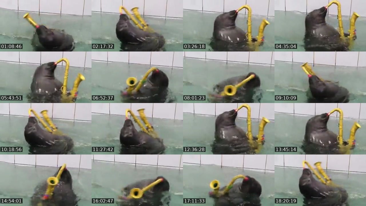 Contact-sheet preview of FlexingSeal's Kick recording