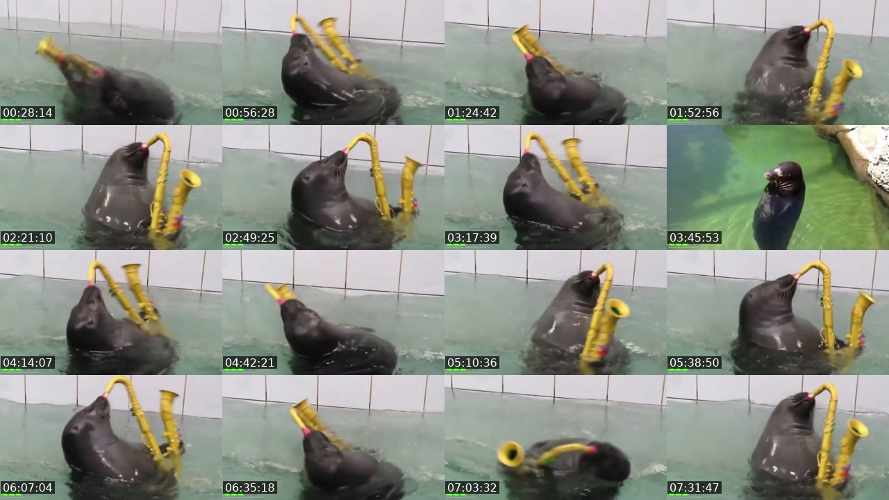 Contact-sheet preview of FlexingSeal's Kick recording