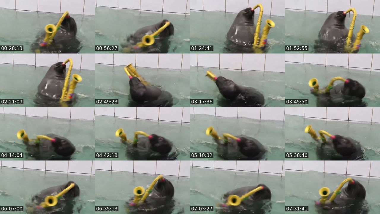 Contact-sheet preview of FlexingSeal's Kick recording