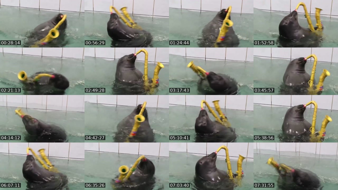 Contact-sheet preview of FlexingSeal's Kick recording