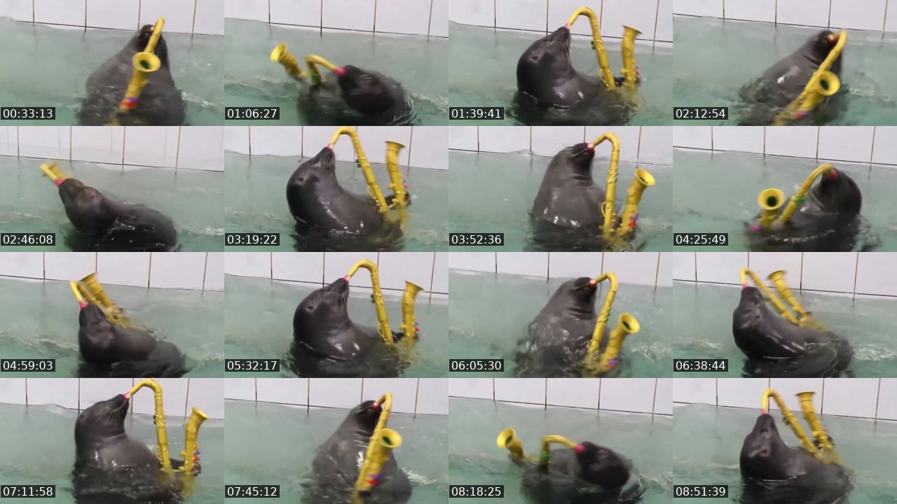 Contact-sheet preview of FlexingSeal's Kick recording