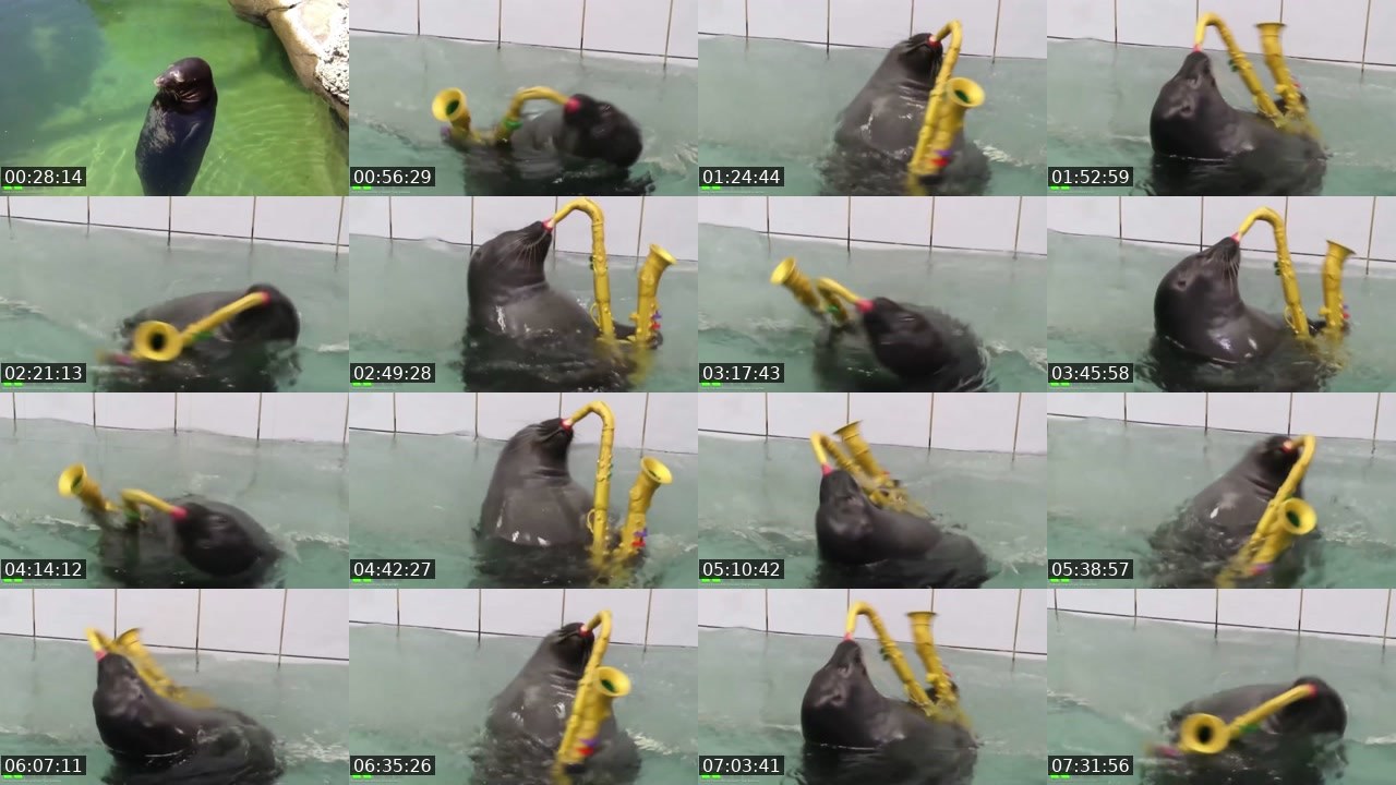 Contact-sheet preview of FlexingSeal's Kick recording