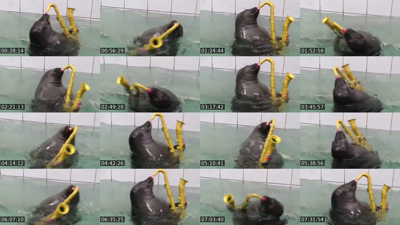 Contact-sheet preview of FlexingSeal's Kick recording