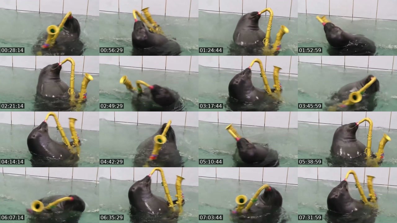 Contact-sheet preview of FlexingSeal's Kick recording