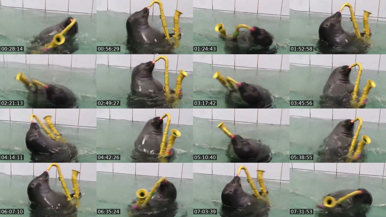 Contact-sheet preview of FlexingSeal's Kick recording