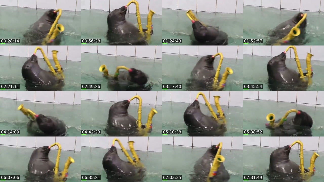 Contact-sheet preview of FlexingSeal's Kick recording