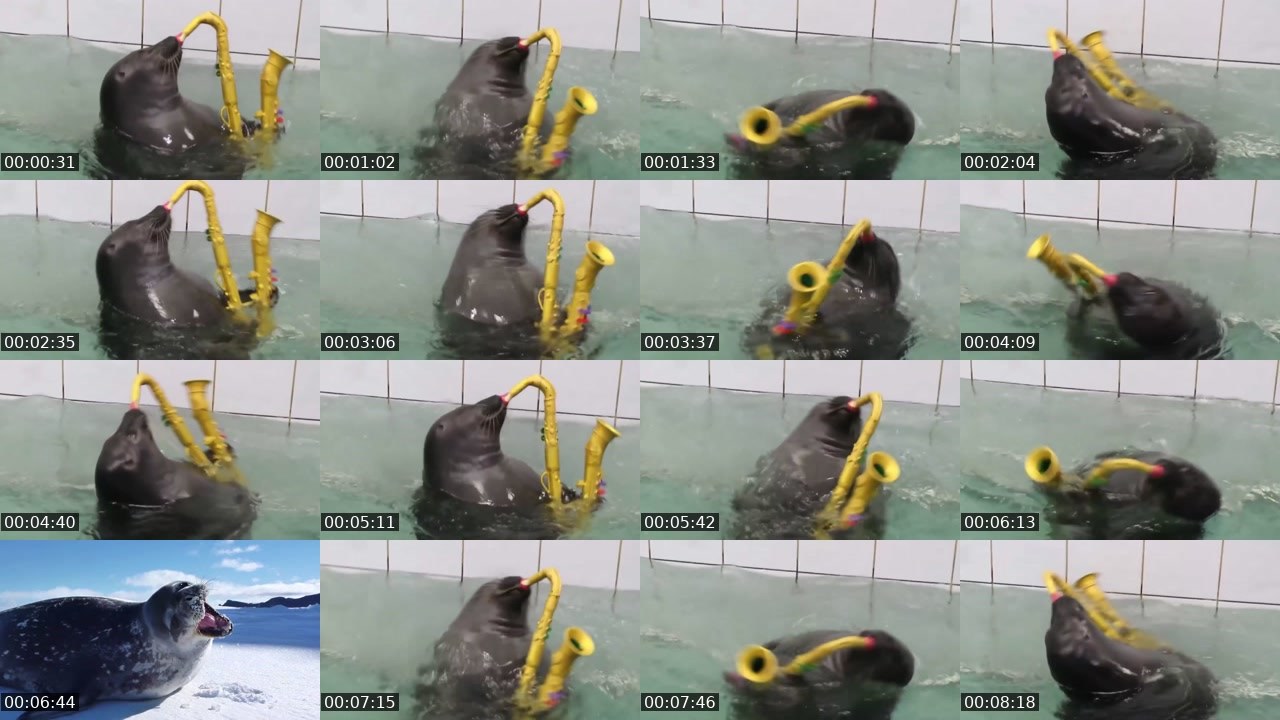 Contact-sheet preview of FlexingSeal's Kick recording