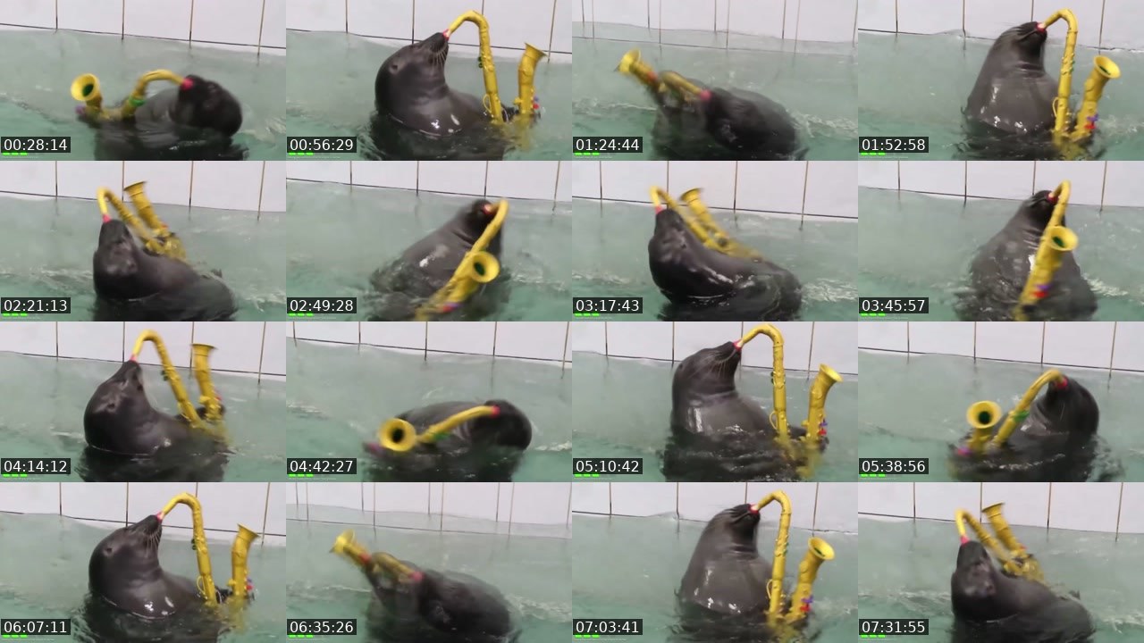 Contact-sheet preview of FlexingSeal's Kick recording